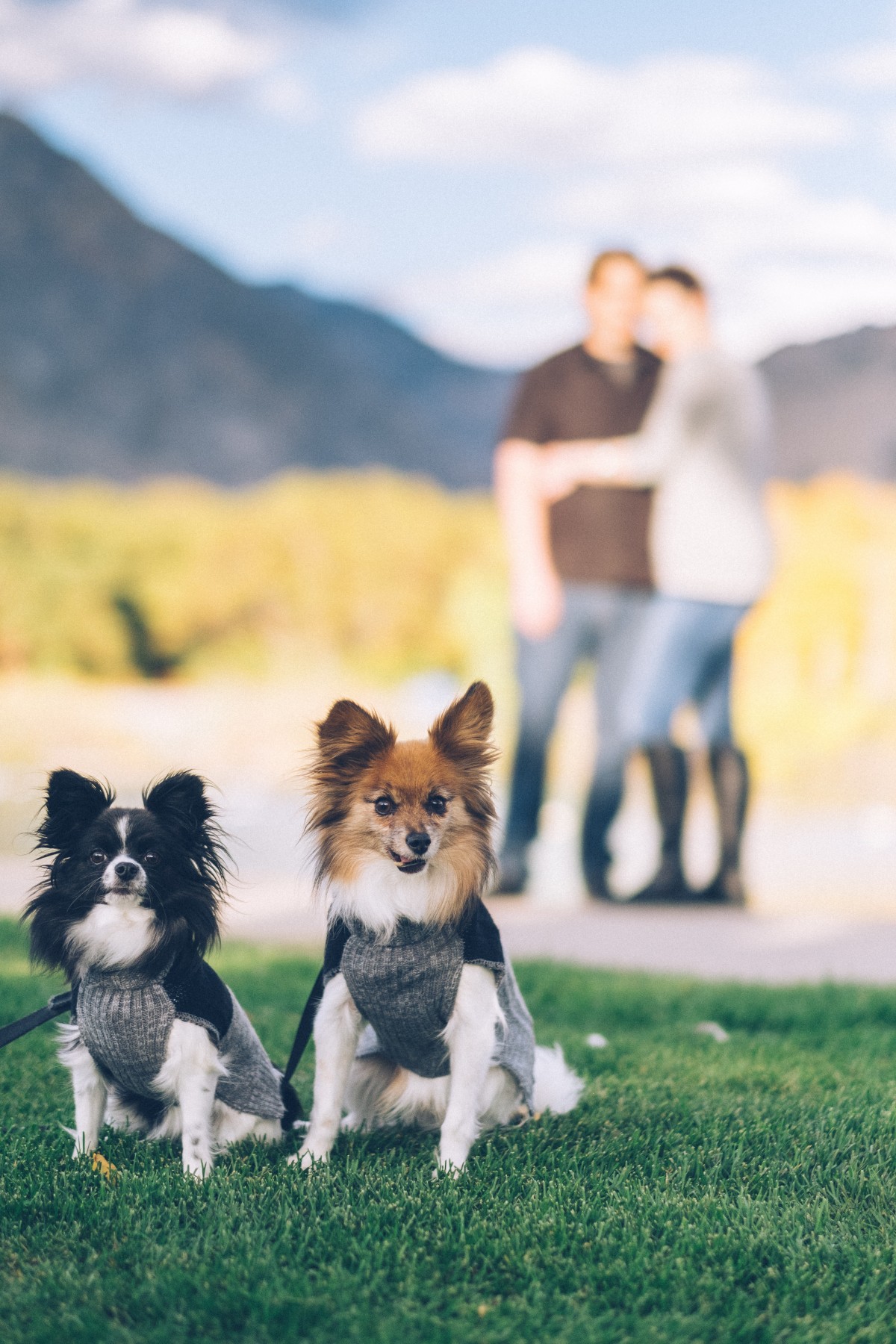 Helping Your Pets Get Rid Of Annoying Pets post thumbnail image